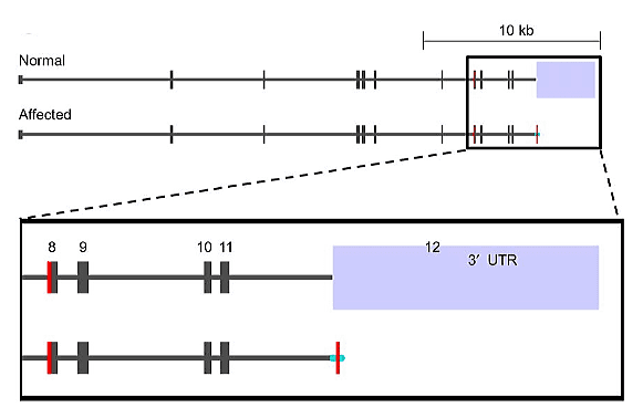 ドワーフィズム(小猫症)の原因と考えられるB1染色体中のUGDH遺伝子領域