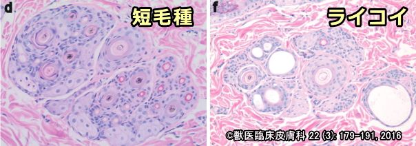 ライコイと短毛種の比較～複合毛包中の毛包総数