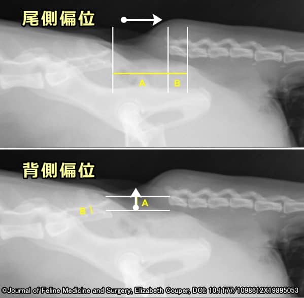 猫のしっぽ引っ張り外傷～頭尾側偏位と腹背側偏位のエックス線画像
