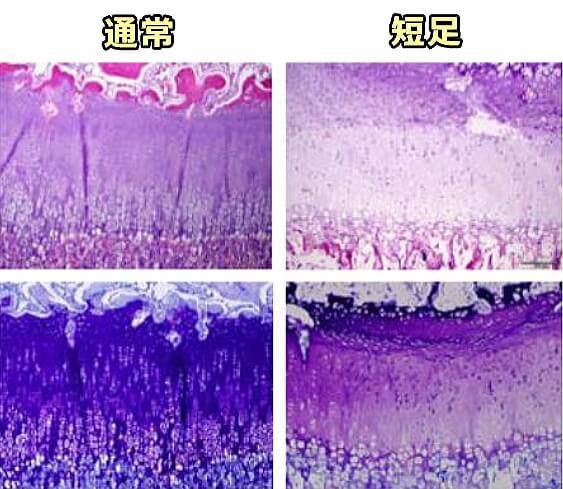 猫の橈骨遠位端における骨端軟骨