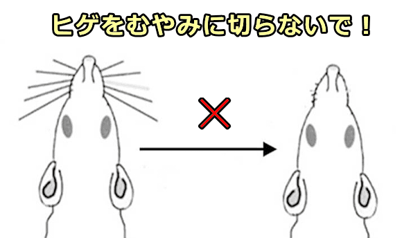 むやみに猫のヒゲを切ると、ストレスの原因になる危険性がある