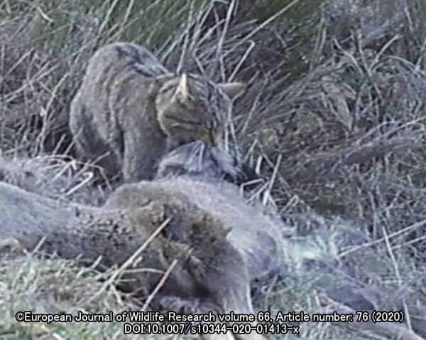 ヨーロッパヤマネコで見られた貯食行動