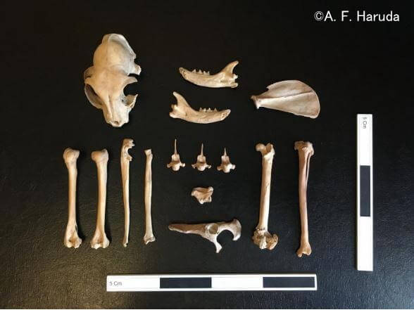 カザフスタンの城塞都市ジャンケントで発掘されたイエネコのものと思われる遺骨