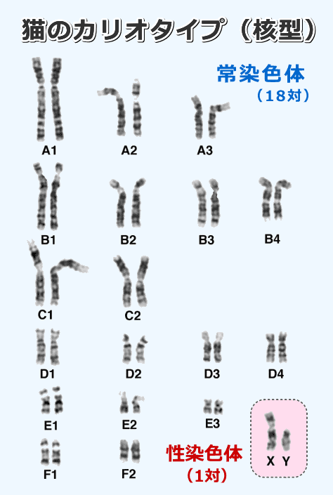 猫（felis-catus）のカリヨタイプ（核型）は常染色体18本＋性染色体1対