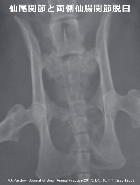 骨盤骨折した猫のレントゲン画像～仙尾関節と両側仙腸関節脱臼