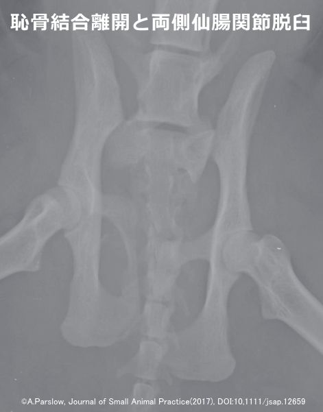 骨盤骨折した猫のレントゲン画像～恥骨結合離開と両側仙腸関節脱臼