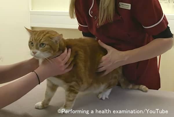 動物病院において身体検査を受ける猫