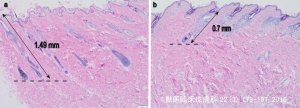 ライコイと短毛種の比較～毛包の深さ（表皮からの埋没距離）