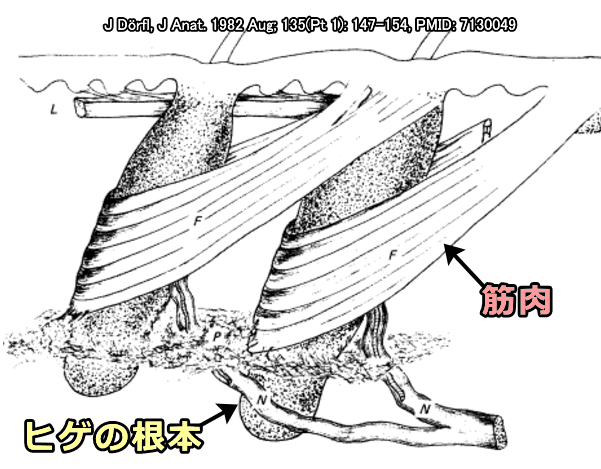 ヒゲの根本に付着した毛包筋