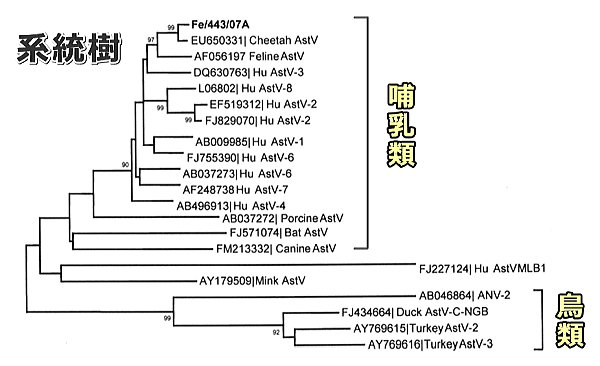 アストロウイルスの系統樹
