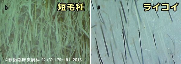 ライコイと短毛種の比較~単位面積あたりの毛の密度