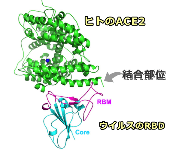 SARS-CoVと宿主ACE2の結合部位模式図