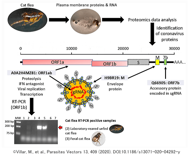 ネコノミの体内から新型コロナウイルス由来のRNAとタンパク質を検出する際の調査デザイン