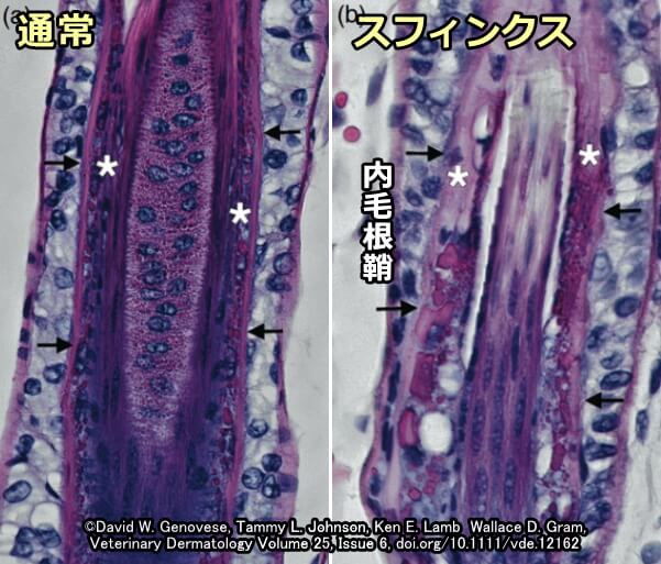 スフィンクスと短毛種の内毛根鞘・形態学的比較写真