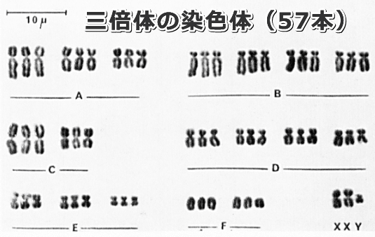 三倍体キメラ猫のカリヨタイプ（核型）～19対の合計57本