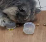 猫の利き手(Laterality=側性)を明らかにするためのテストその1