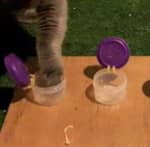 猫の利き手(Laterality=側性)を明らかにするためのテストその2