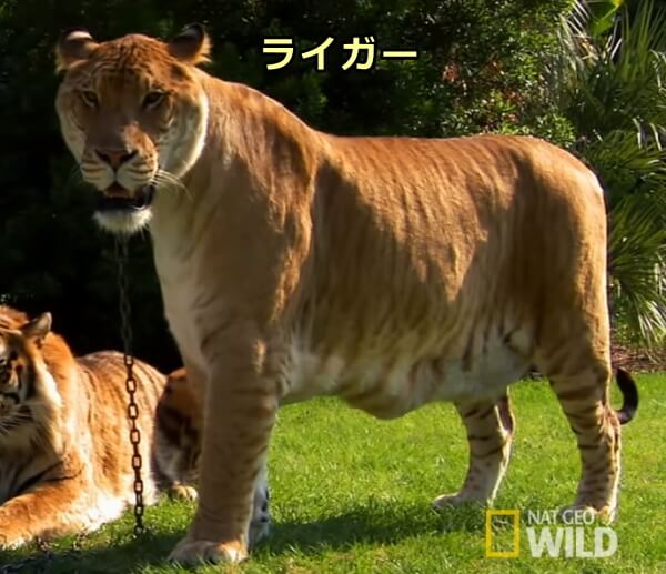ライオンのオスとトラのメスから産まれたハイブリッド種「ライガー」