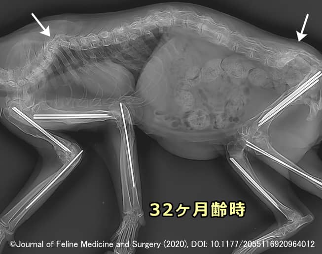 骨形成不全症の猫で見られる脊椎、骨盤、肋骨の複数骨折(エックス線画像)