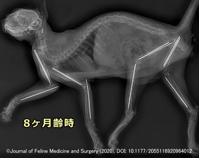 骨形成不全症の猫の長骨内に埋め込まれたキルシュナー鋼線（エックス線画像）