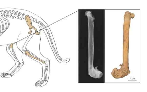 骨折痕が残るシルクロード猫の右大腿骨