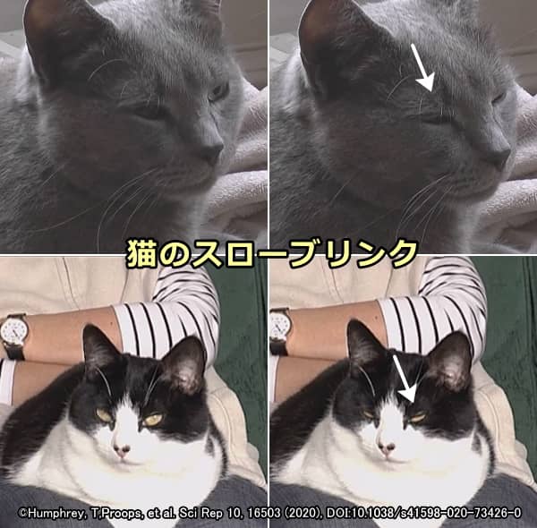 猫 片目 つぶる