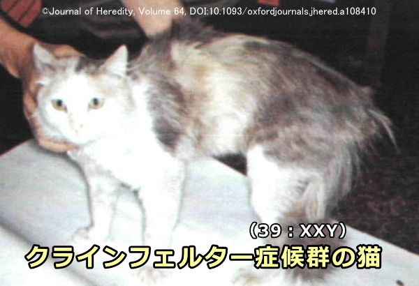 クラインフェルター症候群（39：XXY）のオス猫