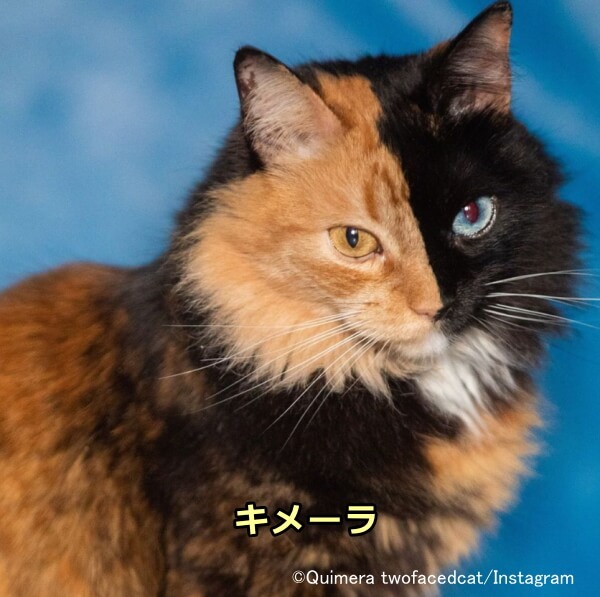 顔の模様がきれいに2つに別れた猫「キメーラ」