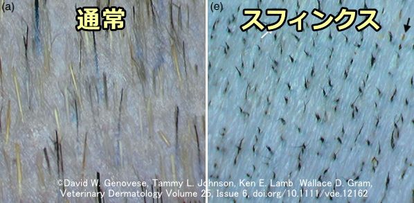 短毛種とスフィンクスの皮膚表面拡大比較写真