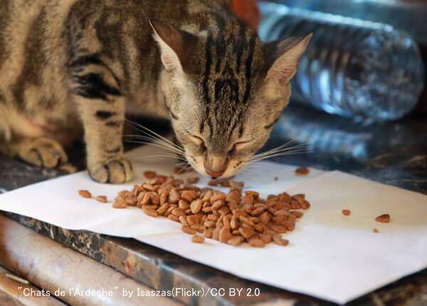 猫の食事時におけるヒゲの位置～その1