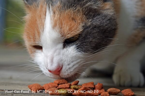 猫の食事時におけるヒゲの位置～その2