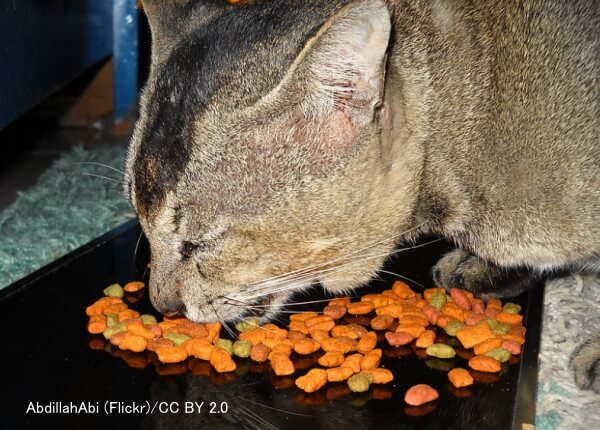 猫の食事時におけるヒゲの位置～その3