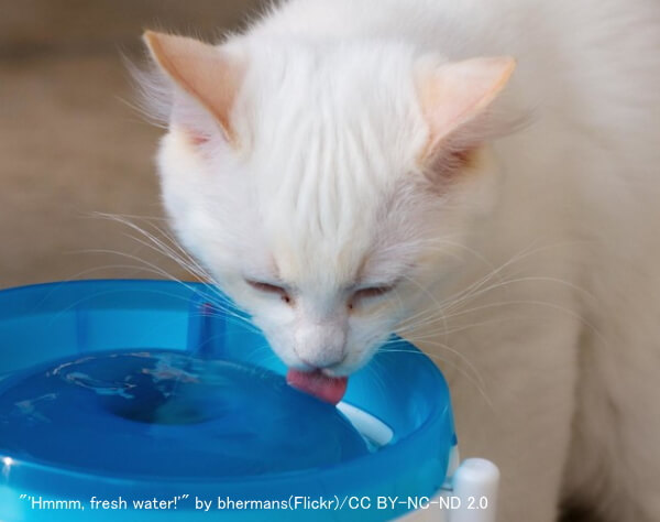 猫の飲水時におけるヒゲの位置～その1