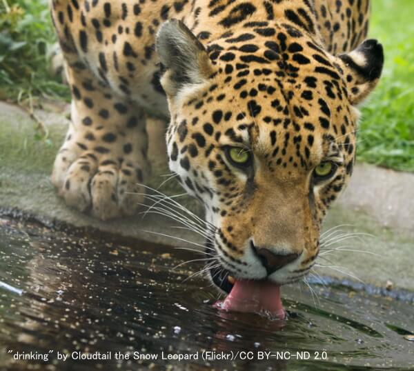 猫の飲水時におけるヒゲの位置～その4