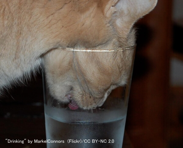 猫の飲水時におけるヒゲの位置～その5