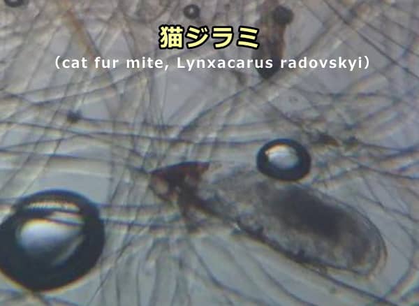 猫の被毛から採取された猫ジラミ（Lynxacarus radovskyi）の顕微鏡所見