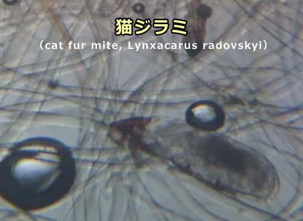 猫の被毛から採取された猫ジラミ(Lynxacarus radovskyi)の顕微鏡所見