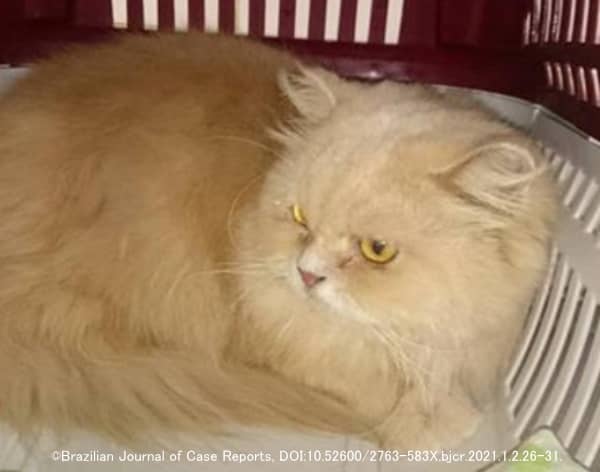 シラミの寄生により毛球症を発症した患猫のペルシャ