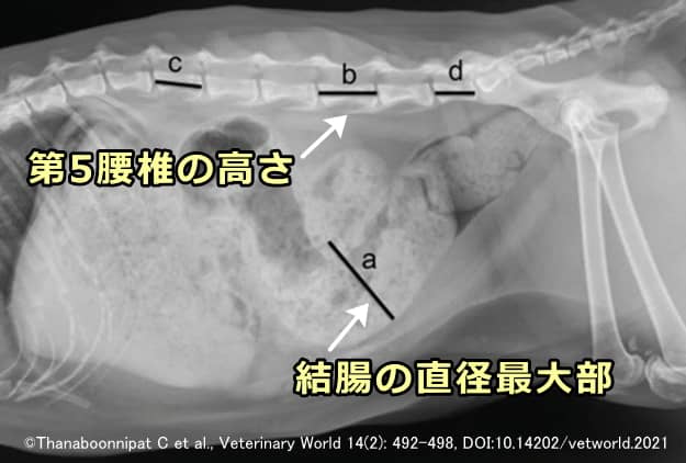 猫の腹部と脊柱下部のエックス線画像