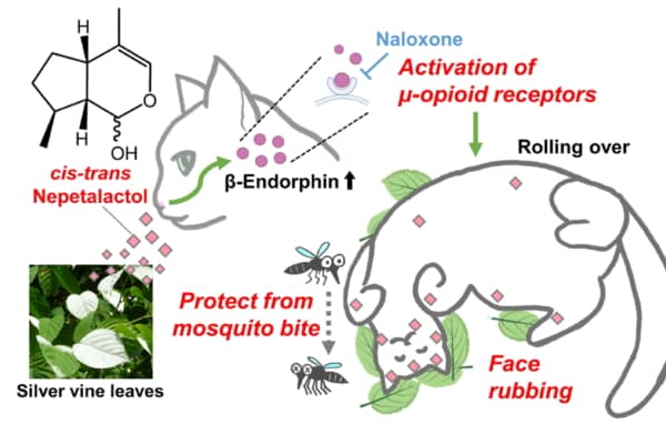 またたびに含まれるネペタラクトールが引き起こす陶酔効果は「体にこすりつけて虫除けにする」という環境適応的な意味があるかも