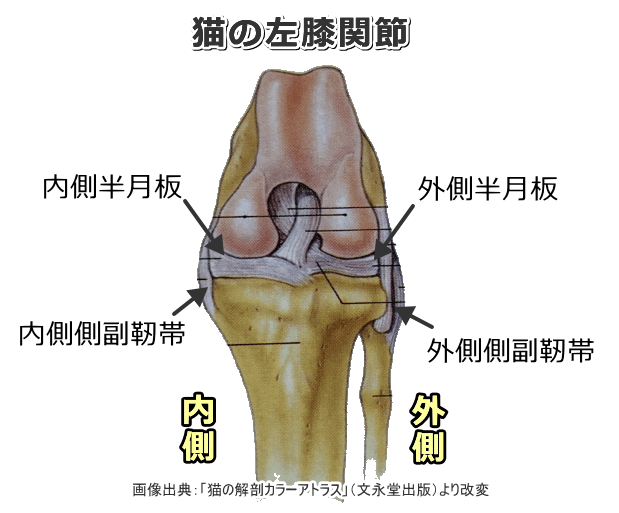 猫の膝関節で多い怪我は 捻挫 靭帯断裂 半月板損傷などの外傷統計と予防法 子猫のへや