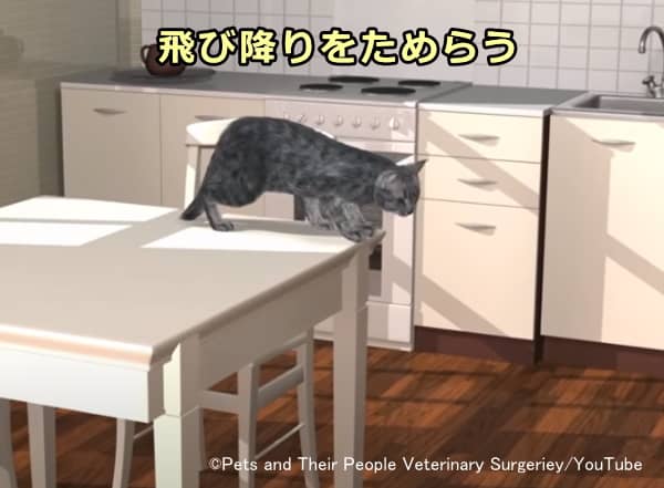 変形性関節症を患う猫の行動変化～高所からの飛び降りをためらう