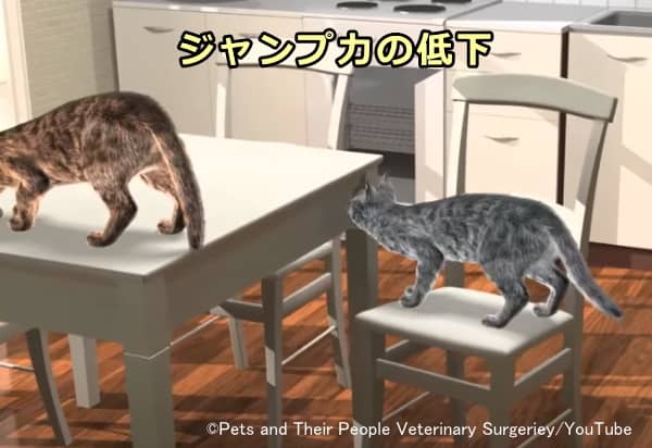 変形性関節症を患う猫の行動変化~高い場所にひとっとびでジャンプできない