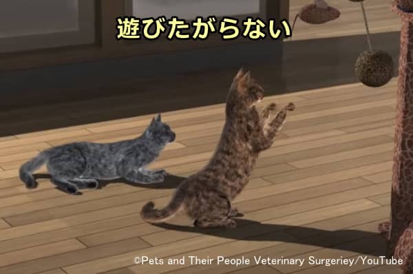 変形性関節症を患う猫の行動変化~以前に比べて遊びたがらない