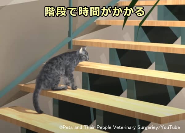 変形性関節症を患う猫の行動変化～階段の昇降に時間がかかる