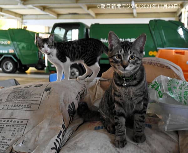 公務員によって不適正飼養されている2頭の猫