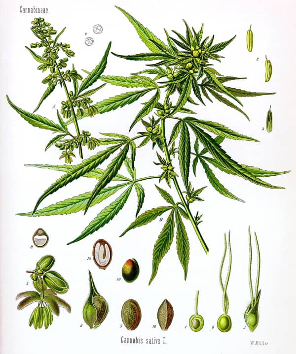 アサ科の植物カナビス(Cannabis sativa)