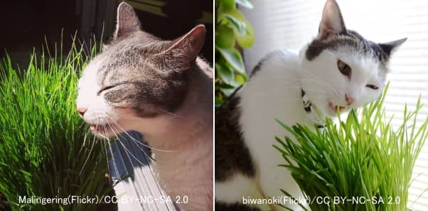 猫で頻繁に見られる植物食（草食べ）行動