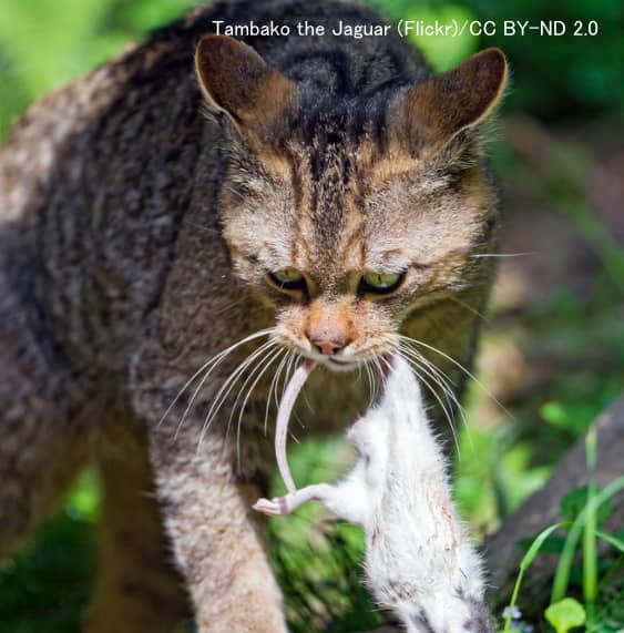 ネズミを捕食する猫は間接的にレプトスピラを体内に取り込む