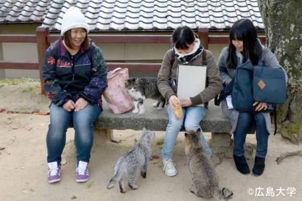 尾道市の観光客の内およそ8割は猫を触ったり抱いたりする